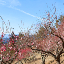 宝登山梅百花園の画像