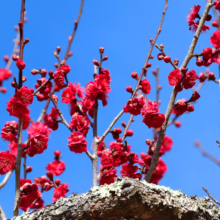 宝登山梅百花園の画像