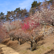 宝登山梅百花園の画像