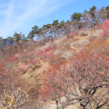 宝登山梅百花園の画像