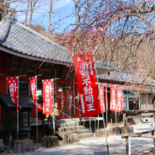 不動寺しだれ梅の画像