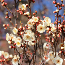 宝登山梅百花園の画像