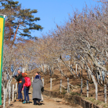 宝登山ロウバイ園の画像