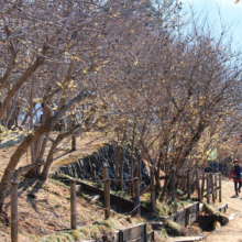 宝登山ロウバイ園の画像