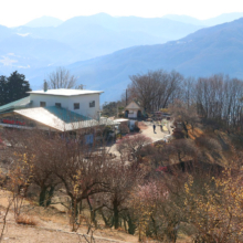 宝登山梅百花園の画像