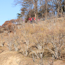 宝登山ロウバイ園の画像