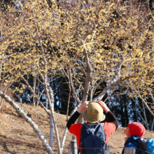 宝登山ロウバイ園の画像