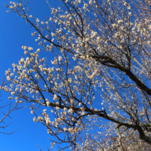 宝登山梅百花園の画像