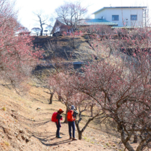 宝登山梅百花園の画像