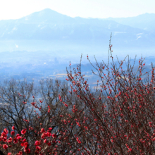 宝登山梅百花園の画像