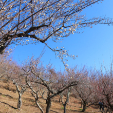 宝登山梅百花園の画像