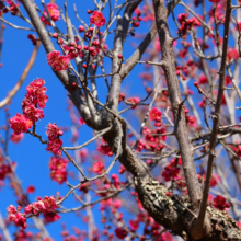 宝登山梅百花園の画像