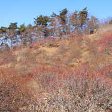 宝登山梅百花園の画像