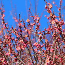 宝登山梅百花園の画像