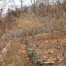 ムクゲ自然公園ロウバイの画像