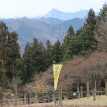 四阿屋山ロウバイの画像