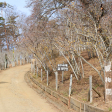 宝登山東ロウバイ園の画像