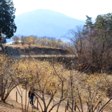 宝登山西ロウバイ園の画像