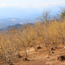 宝登山四季の丘ロウバイの画像