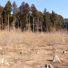 宝登山四季の丘ロウバイの画像