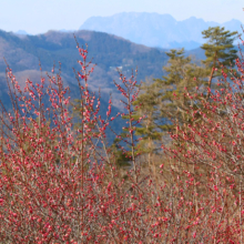 宝登山梅百花園の画像