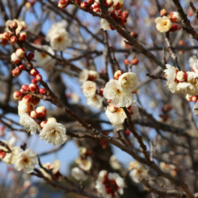 宝登山梅百花園の画像