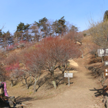 宝登山梅百花園の画像