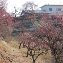 宝登山梅百花園の画像