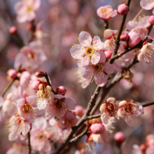 宝登山梅百花園の画像