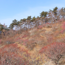 宝登山梅百花園の画像