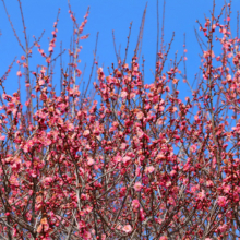 宝登山梅百花園の画像