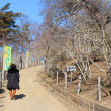 宝登山東ロウバイ園の画像