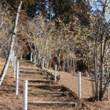 宝登山東ロウバイ園の画像