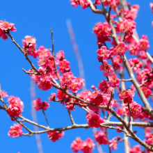 宝登山梅百花園の画像