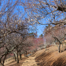 宝登山梅百花園の画像