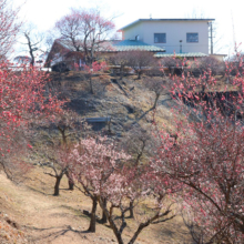 宝登山梅百花園の画像