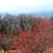 宝登山梅百花園の画像