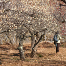 宝登山梅百花園の画像