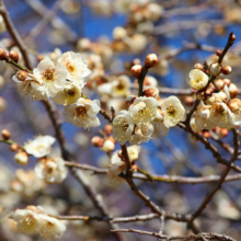 宝登山梅百花園の画像