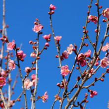 宝登山梅百花園の画像