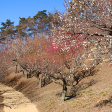 宝登山梅百花園の画像