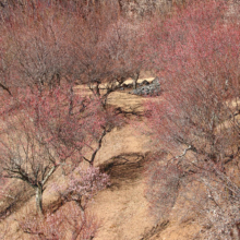 宝登山梅百花園の画像