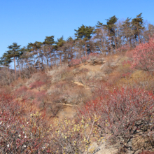 宝登山梅百花園の画像