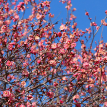 宝登山梅百花園の画像