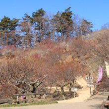 宝登山梅百花園の画像