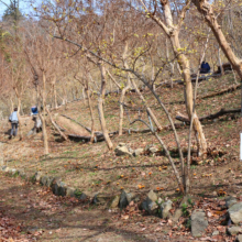 ムクゲ自然公園秩父紅の画像