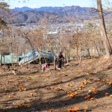 ムクゲ自然公園秩父紅の画像