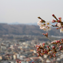 羊山公園桜の画像