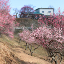 宝登山梅百花園の画像