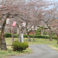 羊山公園桜の画像